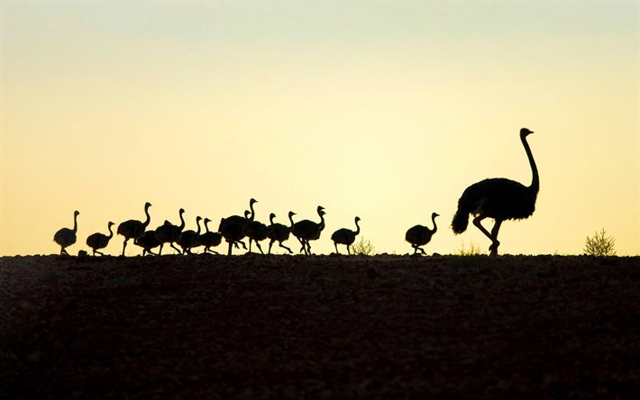 ostriches, sunset, flock of ostriches, savannah, wildlife, Africa, Struthio, ostriches silhouettes, pictures with ostriches, silhouettes of ostriches