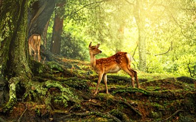 japon geyik parkı, 4k, yaban hayatı, geyik, cervidae, asya, nara, japonya, orman, güzel bir doğa