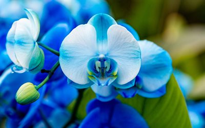 orchidée bleue, fleurs tropicales, phalaenopsis, orchidées, fleurs bleues, branche d'orchidée, phalaenopsis bleu
