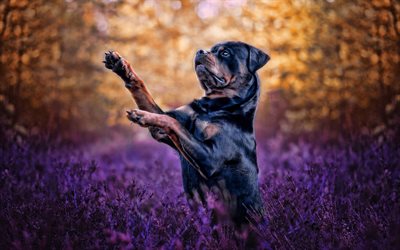 rottweiler, black dog, pets, purple wildflowers, Rottweiler Metzgerhund, dogs