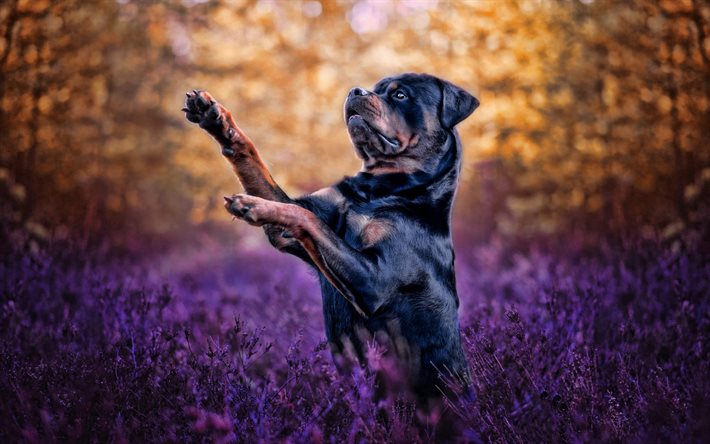 rottweiler, black dog, pets, purple wildflowers, Rottweiler Metzgerhund, dogs