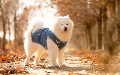 samoiedo, cane soffice bianco, animali domestici, autunno, simpatici animali, cani, cane samoiedo, bjelkier