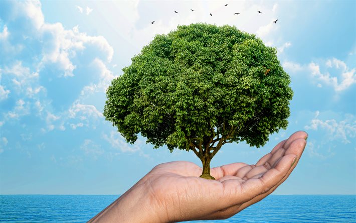 pelastaa maa, 4k, planeetan keuhkot, puita kädessä, istuttaa puita, ekologia, planeetan tallentaminen, ekologiakonseptit, ilmanpuhdistus, puiden merkitys