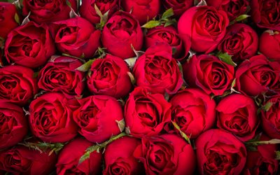 rote rosenknospen, 4k, nahaufnahme, hintergründe mit rosen, schöne blumen, rosenhintergrund, knospen, rote rosen, makro, rosen