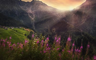 Alps, mountains, meadows, flowers, sunset, Europe