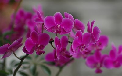 purple orchid, orchid branch, tropical flowers, orchids, background with orchids, flower background
