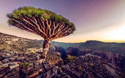 Dragon Blood Tree, evening, sunset, canyon, Socotra dragon tree, Dracaena cinnabari, Socotra archipelago, Socotra, Yemen