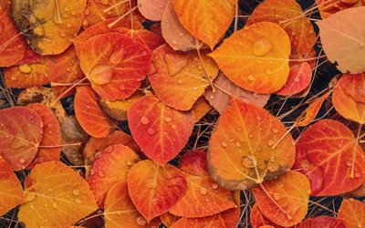 yellow autumn leaves, drops on the leaves, fallen leaves, autumn background, autumn, background with yellow leaves, autumn texture