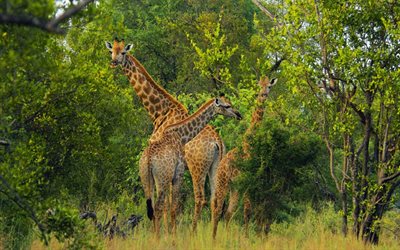 girafas, áfrica, savana, árvores