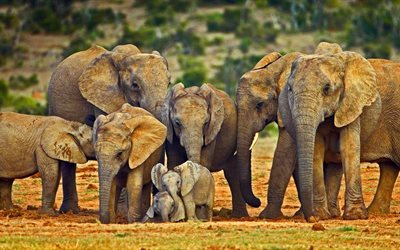 elefantit, afrikka, perhe, savanni