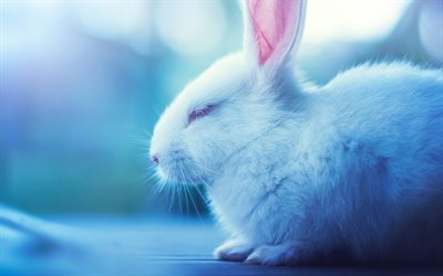 vit kanin, däggdjur, sovande, hare