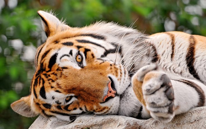 tigre, stone, la vida silvestre, predators