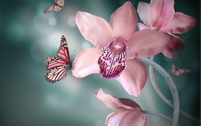 vaaleanpunainen orkidea, lähikuva, perhonen, orkideat