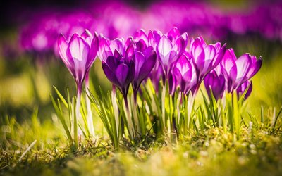 Crocuses, Spring, green grass, purple flowers