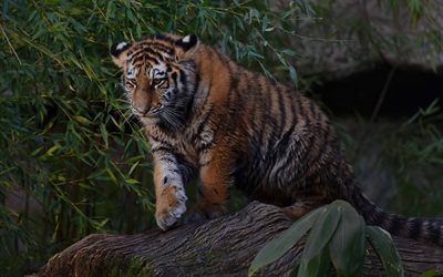 el tigre, el de la vida silvestre, los depredadores, África