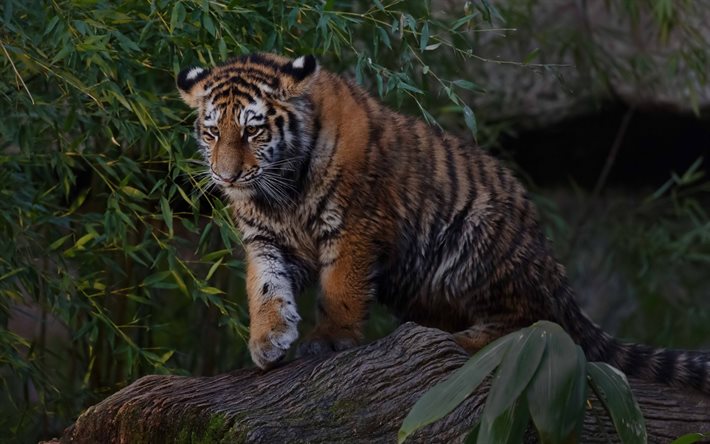 बाघ, वन्य जीवन, शिकारियों, अफ्रीका