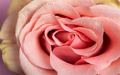 pembe gül tomurcukları, 4k, çiy, makro, güllerle arka planlar, güzel çiçekler, gül arka planları, kapatmak, pembe gül, gül gülleri
