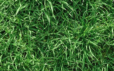 green grass texture, 4k, dew, natural textures, ecology, background with grass, grass textures, green backgrounds, grass backgrounds, green grass