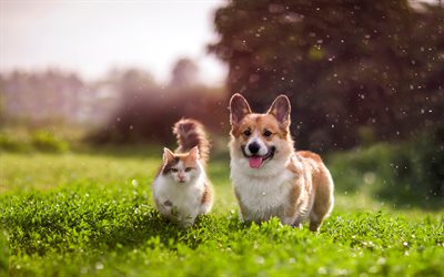 猫と犬, 友情の概念, ウェールズ・コーギー, かわいい動物, 友好関係, コーギー, 赤猫, 犬, 猫
