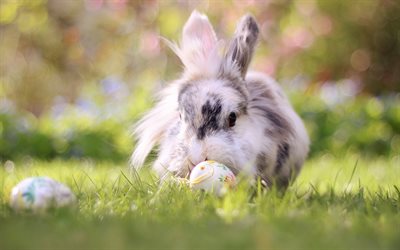 Rabbit, green grass, gray rabbit, cute animals, Easter, Easter eggs