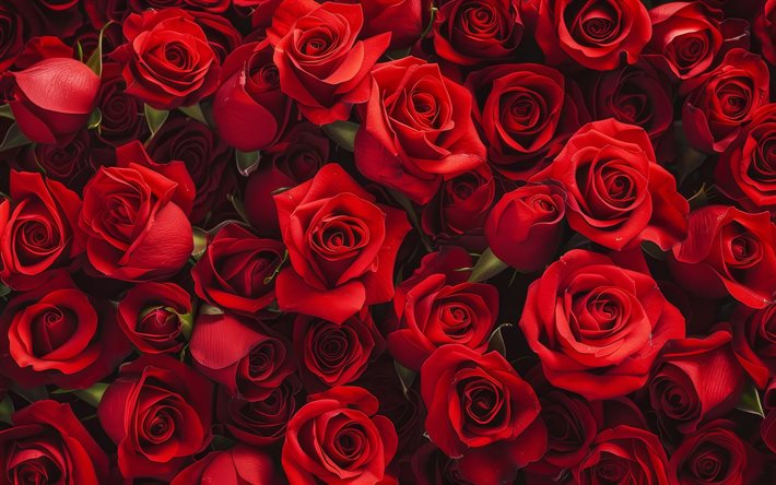 boccioli di rosa rossa, sfondo con rose rosse, boccioli di rosa, rose rosse, rose bouquet, bellissimi fiori, rose