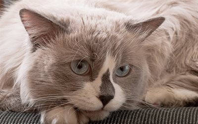 4k, rampe, gros plan, animaux de compagnie, chats, chat moelleux, chat gris, chats domestiques, animaux mignons, ragdoll chat