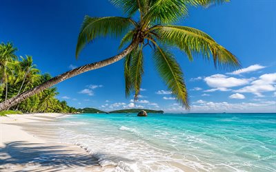 Tropical beach, 4K, palm tree above the beach, ocean, tropical islands, Maldives, beach, paradise, palm tree with coconuts, palm trees