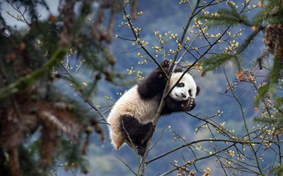 kırmızı panda, 4k, bifengxia panda park, ailurus fulgens, tatlı hayvanlar, ağaç üzerinde panda, memeliler, yaan, sichuan, çin, pandalar