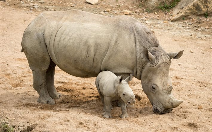 rinoceronte, mãe e filhote, jardim zoológico, mamífero