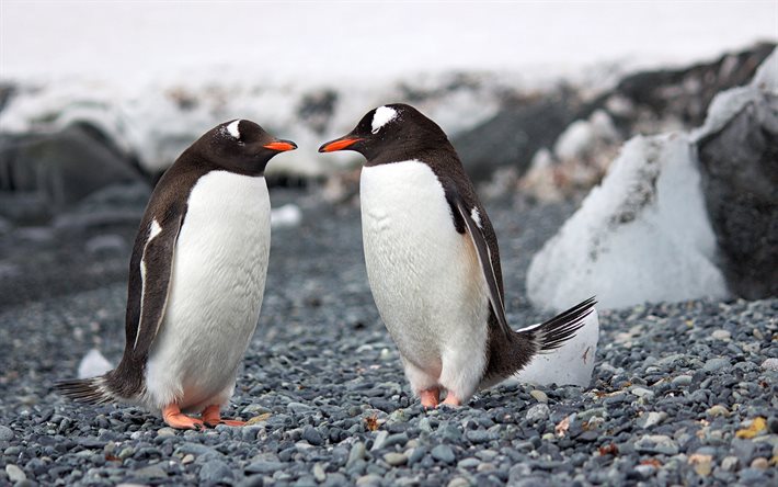 zwei pinguine, 4k, wildtiere, spheniscidae, süße tiere, pinguine, antarktis