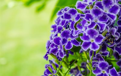 blue pansies, bokeh, beautiful flowers, Perennial, pansy, blue flowers, Viola wittrockiana, pansies