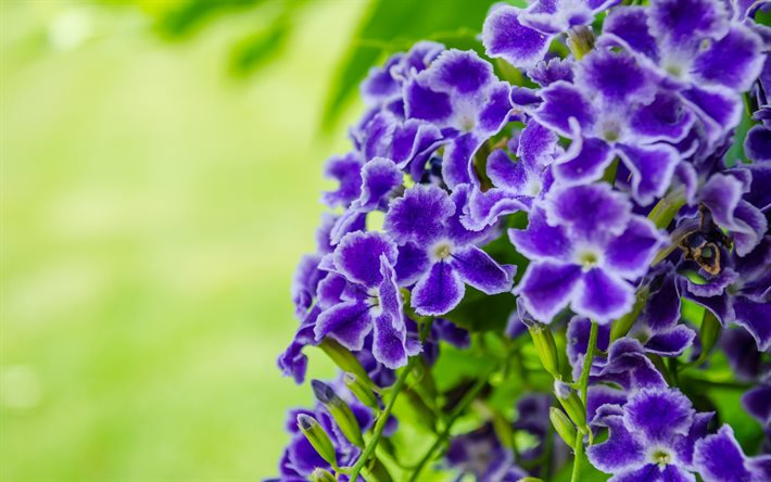 blue pansies, bokeh, beautiful flowers, Perennial, pansy, blue flowers, Viola wittrockiana, pansies