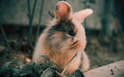 conejito mullido, animales bonitos, pequeño conejo, conejo blanco y negro, anochecer, puesta de sol, lindos conejos, mascotas