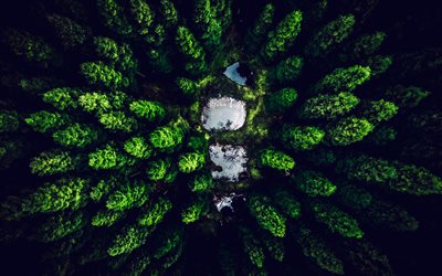 forest view from above, green trees, pines, aerial view, nature from above, forest, trees, environment, take care of nature