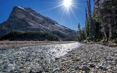 El Río Bow, bosque, brillante sol, montañas, Alberta, Canadá