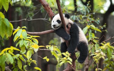 panda en el árbol, vida silvestre, cachorro de oso panda, animales lindos, pandas, china, bosque