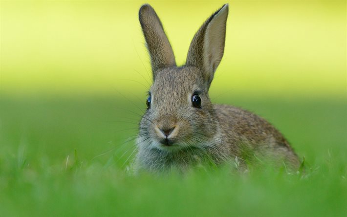 أرنبة في العشب, حيوانات لطيفة, الحيوانات البرية, أرنبة, عشب, الأرانب البرية