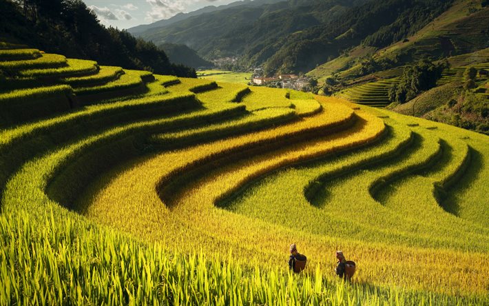 rice plantations, Bali, Indonesia, evening, sunset, Rice terraces, rice cultivation, rice harvesting, Asia