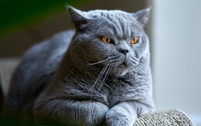 british shorthair, gato gris, gato doméstico británico, simpáticos animales, mascotas, gatos, grandes ojos de gato