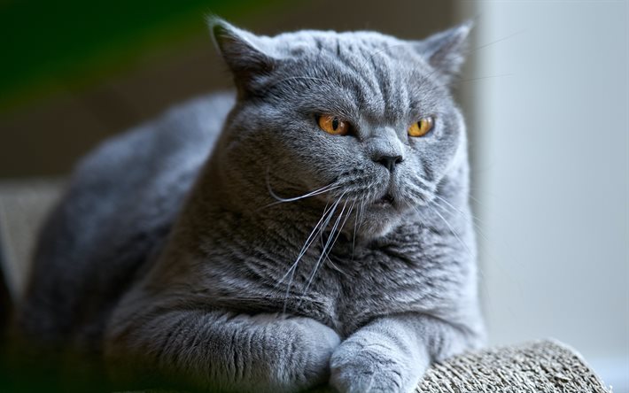 ブリティッシュショートヘア, 灰色の猫, イギリスの飼い猫, かわいい動物, ペット, 猫, 大きな猫の目