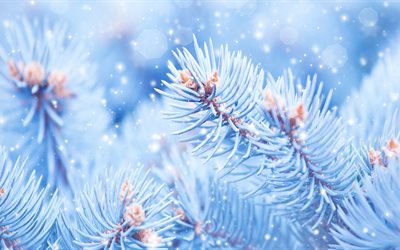Christmas, 4k, fir trees, snow, winter, New Year