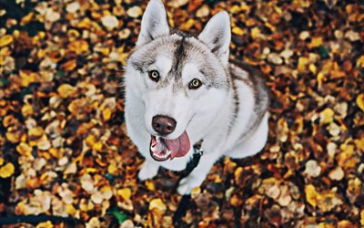 Perro Husky, otoño, animales lindos, close-up, bokeh, mascotas, Husky Siberiano, perros Husky
