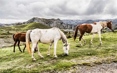 horses, evening, mountains, pasture, white horse, brown white horse, mountain landscape, beautiful animals, beautiful horses, sunset