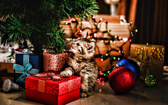 هريرة صغيرة رقيق, هدايا عيد الميلاد, سنة جديدة سعيدة, حيوانات لطيفة, القطط, حيوانات أليفة, شجرة عيد الميلاد, هريرة رمادية