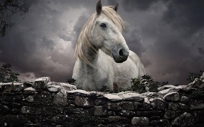 white horse, stones, fence, horses