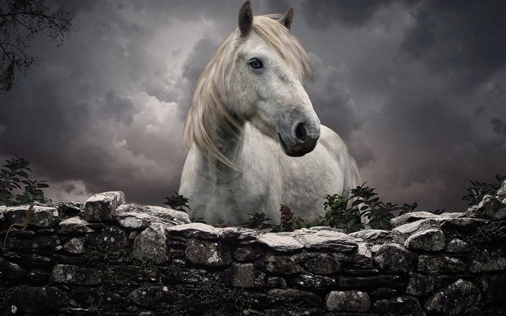 cavalo branco, pedras, cerca, cavalos