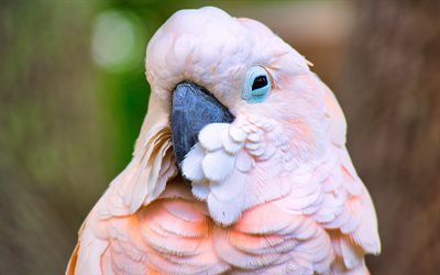 galah, rosa kakadu, großer rosa papagei, schöne vögel, papageien, eolophus rosecapilla, rosa vögel