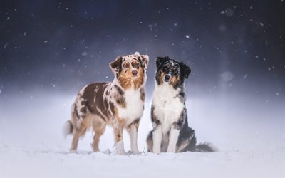 australische hirten, winter, schnee, hunde, aussie, süße tiere, haustiere, australischer schäferhund