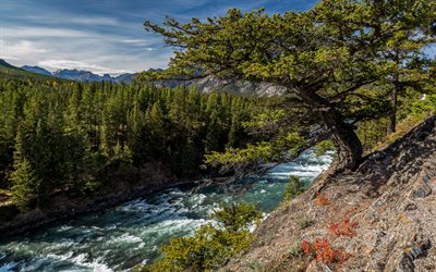 El Río Bow, Bosque, verano, río, montañas, Canadá, Alberta