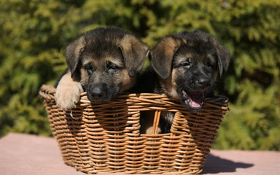 Cuccioli di Pastore tedesco, simpatici animali, cani, cesto